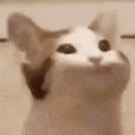 a close up of a white cat with a black spot on its face looking up at the camera .