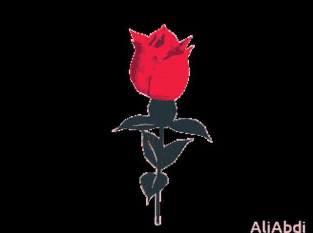 a red rose with green leaves on a black background with the name aliabdi at the bottom