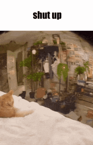 Shut Up Cat GIF - Shut Up Cat Zoom GIFs