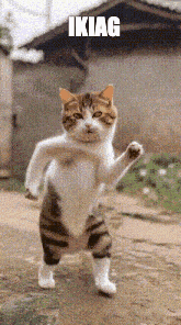 a cat is walking down a dirt path with the word ikiag above it