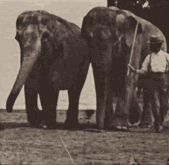 Eadweard Muybridge Two Elephants Walking GIF - Eadweard Muybridge Two Elephants Walking GIFs