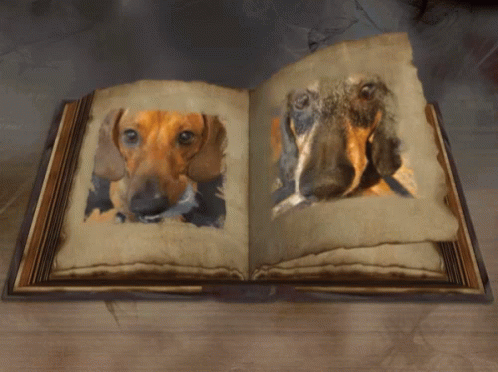 Turn The Pages Book GIF - Turn The Pages Book Dogs GIFs