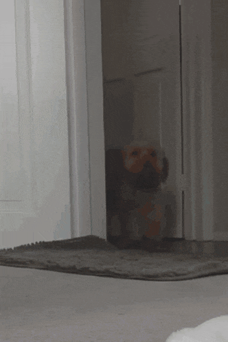 a dog is sitting in a doorway with a rug on the floor