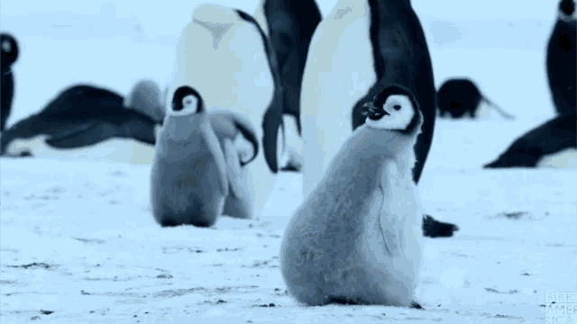 Squeak Baby Penguin GIF - Squeak Baby Penguin Penguin GIFs