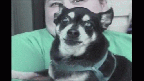 Somebody Is Mad GIF - Dog Angry Barking GIFs