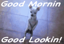 a small dog is standing on its hind legs with the words good morning good lookin