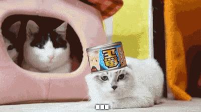 Ohhellno Cat GIF - Ohhellno Cat GIFs