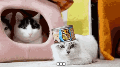 a cat is laying on the floor with a can of food on its head