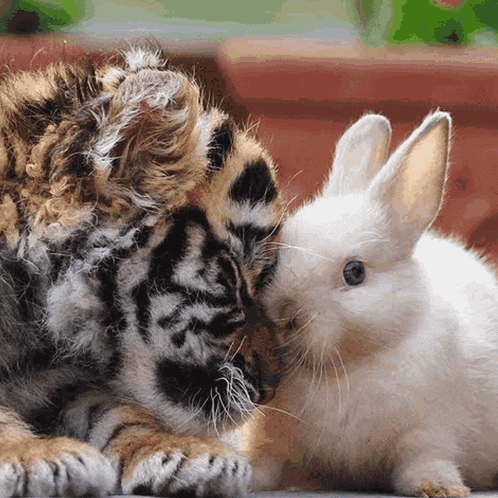 a tiger cub laying next to a white bunny