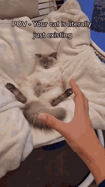 Cat Cat Existing GIF - Cat Cat Existing Petting Cat GIFs
