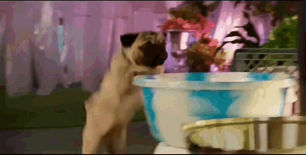 a pug dog is standing next to a blue bowl