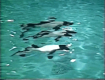 a group of dolphins are swimming in a pool of water