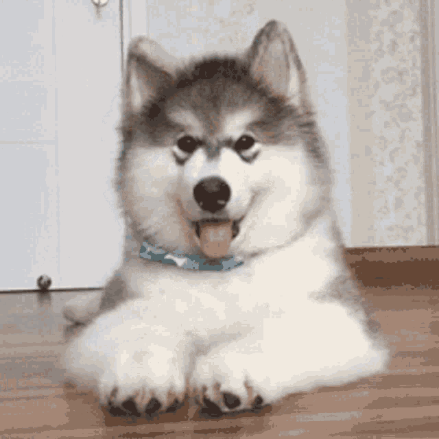 What What You Say GIF - What What You Say Cute GIFs