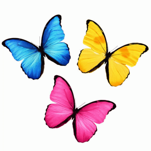 New Butterfly GIF - New Butterfly GIFs