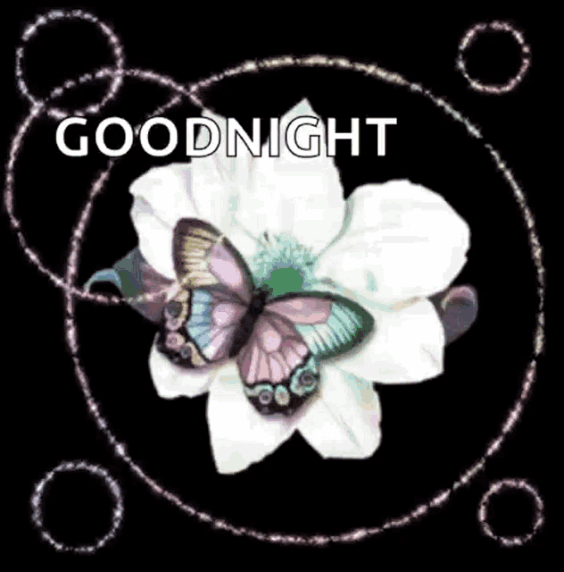 a butterfly is sitting on a white flower with the words goodnight written on it