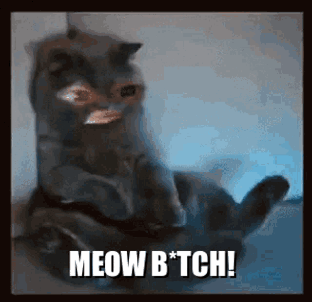 a picture of a cat with the words meow b * tch on it