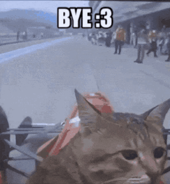 Cat Driving GIF - Cat Driving Bye GIFs