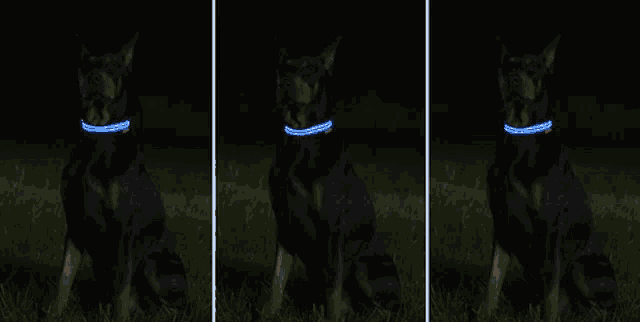 three images of a dog wearing a light up collar