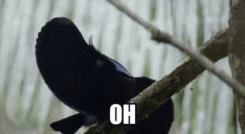 a black bird is perched on a tree branch with the words `` oh '' written next to it .