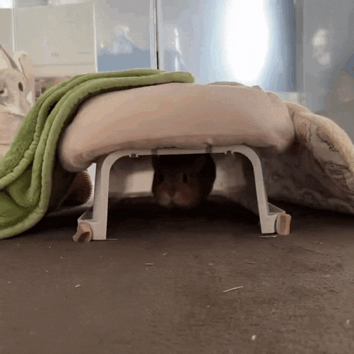 a hamster is hiding under a blanket with a green blanket on it