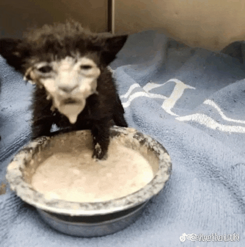 a kitten is drinking milk from a bowl on a towel .