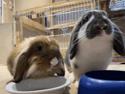 two rabbits are standing next to each other and one is drinking from a blue bowl