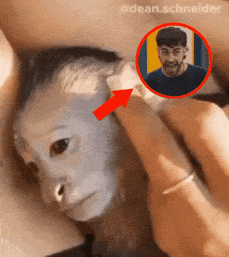 a close up of a person holding a monkey with an arrow pointing to a picture of dean schneider
