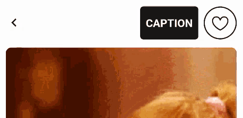 a picture of a cat with a caption button next to it .