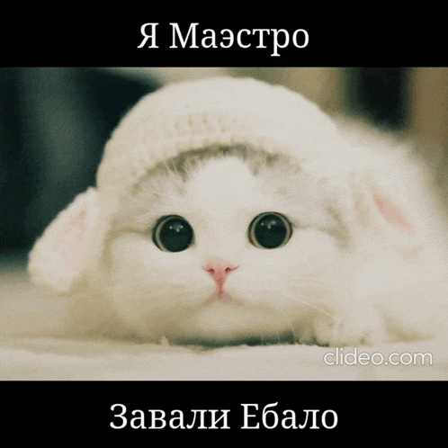 a white cat wearing a knitted hat with the words " maestro " above it