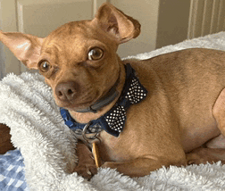 a small brown dog wearing a bow tie is laying on a blanket