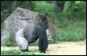 Coffee Gorilla GIF - Coffee Gorilla Poop GIFs