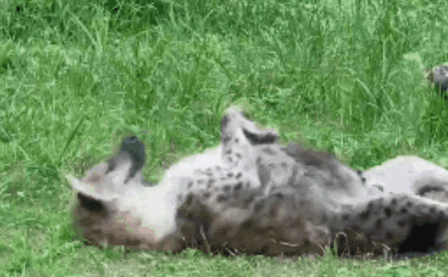 a hyenas laying on its back in the grass .