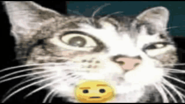 a cat with a yellow smiley face in its mouth .