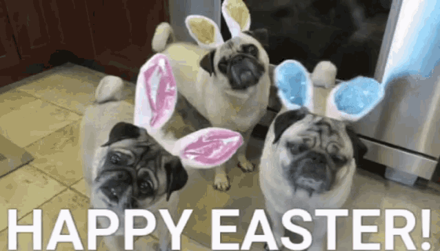 Easter Pug GIF - Easter Pug GIFs