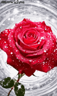 a red rose with water drops on it is surrounded by bubbles