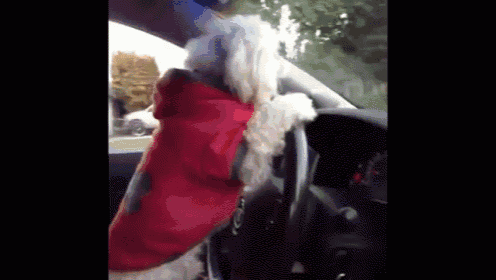 No Problem Dinky GIF - Dog Swag Dog Driving GIFs