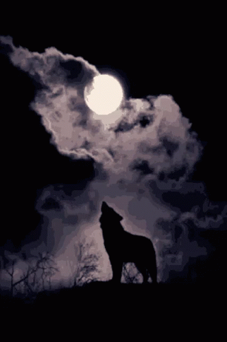 Howling Wolf Full Moon GIF - Howling Wolf Full Moon Cloudy GIFs