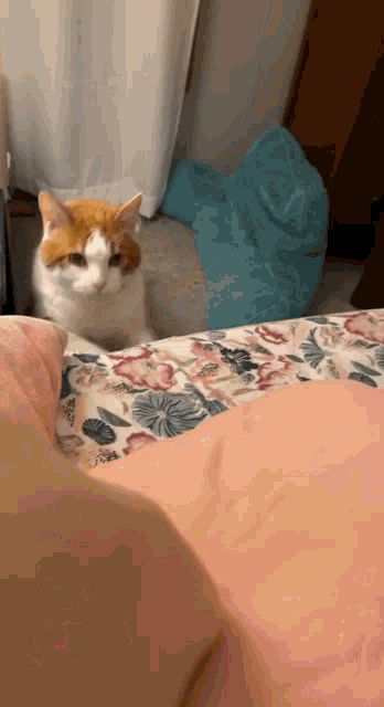 Cat Bed GIF - Cat Bed Scratching GIFs