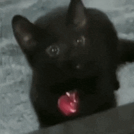a black cat is sticking its tongue out while looking at the camera .