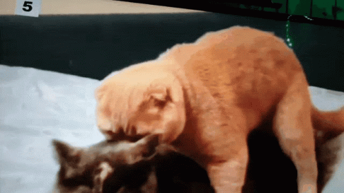 Cat Cry GIF - Cat Cry Pain GIFs