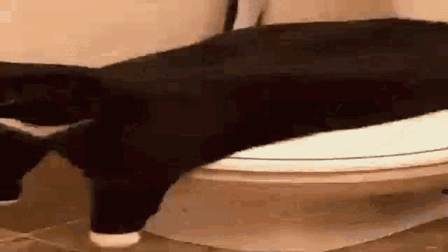 a black and white cat is standing on a toilet .