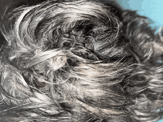 a close up of a person 's hair shows a swirl