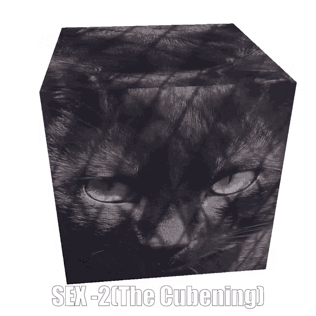 Sex Cat GIF - Sex Cat Cube GIFs