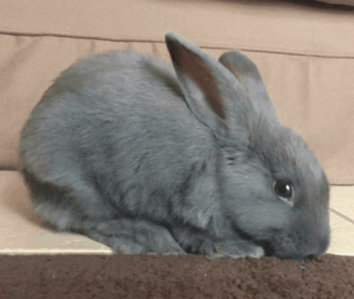 Bunny Bunny Scratching GIF - Bunny Bunny Scratching Cute Bunny GIFs