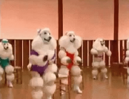 Dancing Poodles Exercise GIF - Dancing Poodles Exercise Gym GIFs