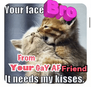 a picture of two kittens kissing with the caption " your face bro from your gay bf friend it needs my kisses "