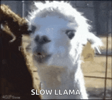 Wait A Minute Llama GIF - Wait A Minute Llama Huh GIFs