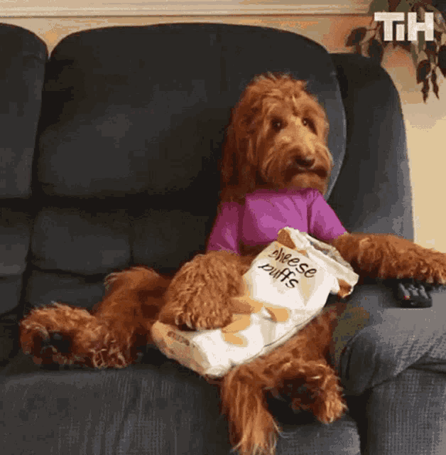 a dog is sitting on a couch with a bag of cheese puffs on its lap