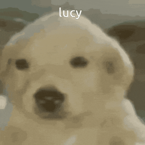 a close up of a dog with the name lucy on its face