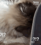 Cat Confused GIF - Cat Confused Noah GIFs